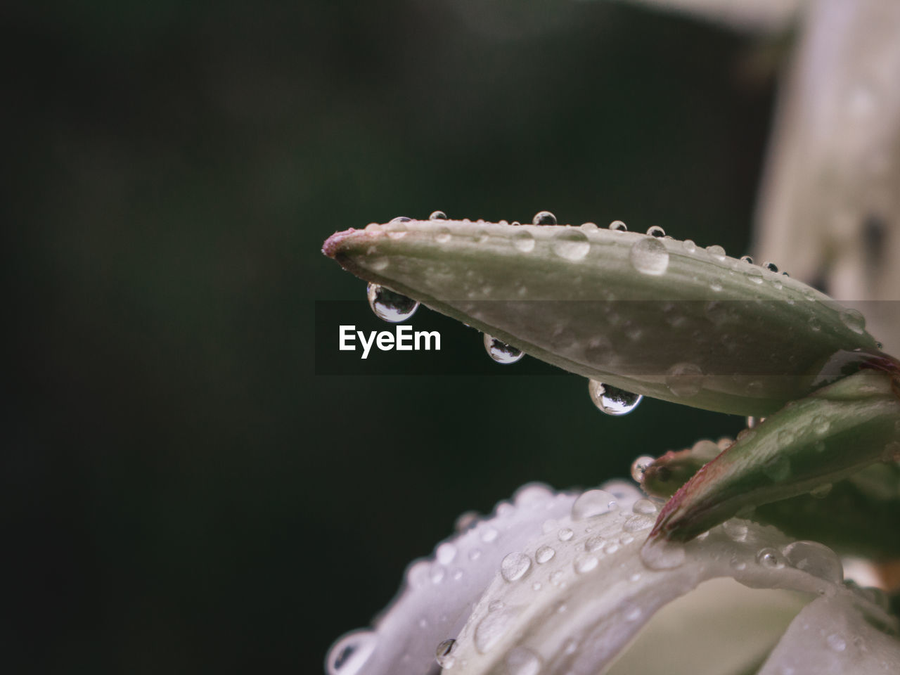 Close-up of water drops on leaf