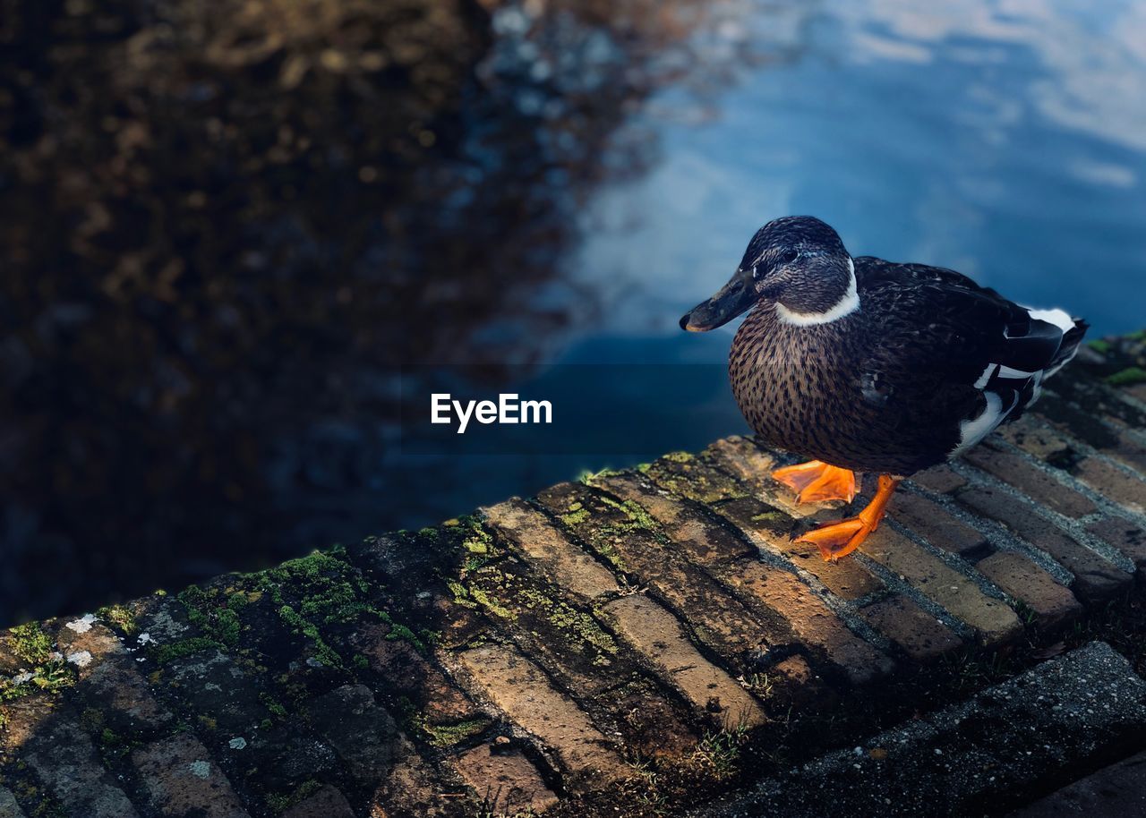 CLOSE-UP OF DUCK PERCHING ON ROCK