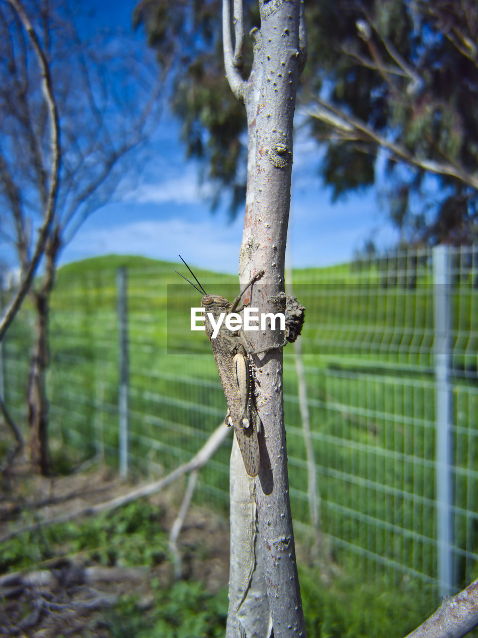 tree, plant, nature, tree trunk, green, trunk, leaf, land, fence, branch, no people, focus on foreground, landscape, day, environment, security, protection, outdoors, forest, woodland, flower, tranquility, autumn, beauty in nature, wire, grass, sky, sunlight, animal, scenics - nature, animal themes, animal wildlife, rural scene, tranquil scene