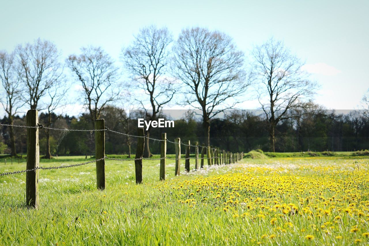 PANORAMIC VIEW OF FIELD AGAINST SKY