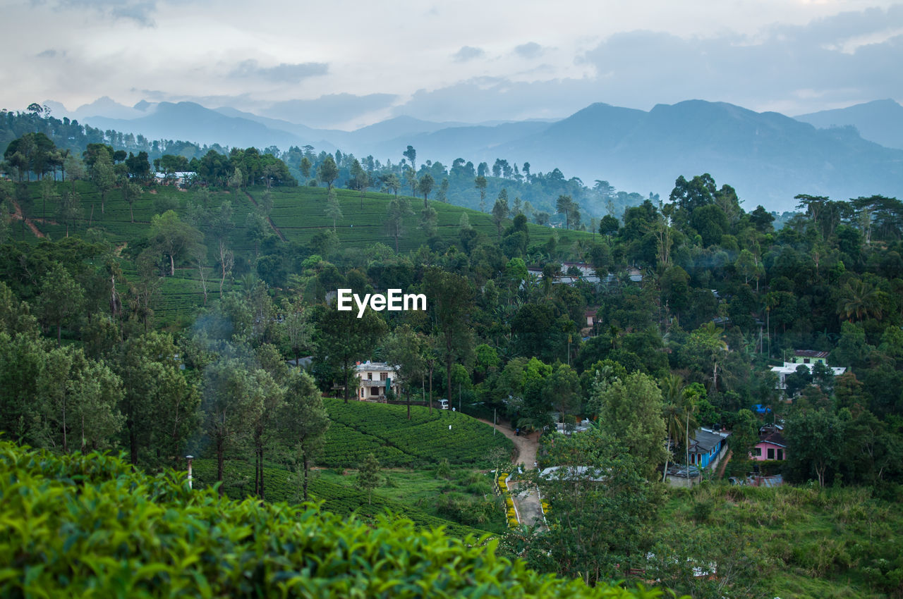 Scenic view of village amidst trees against sky