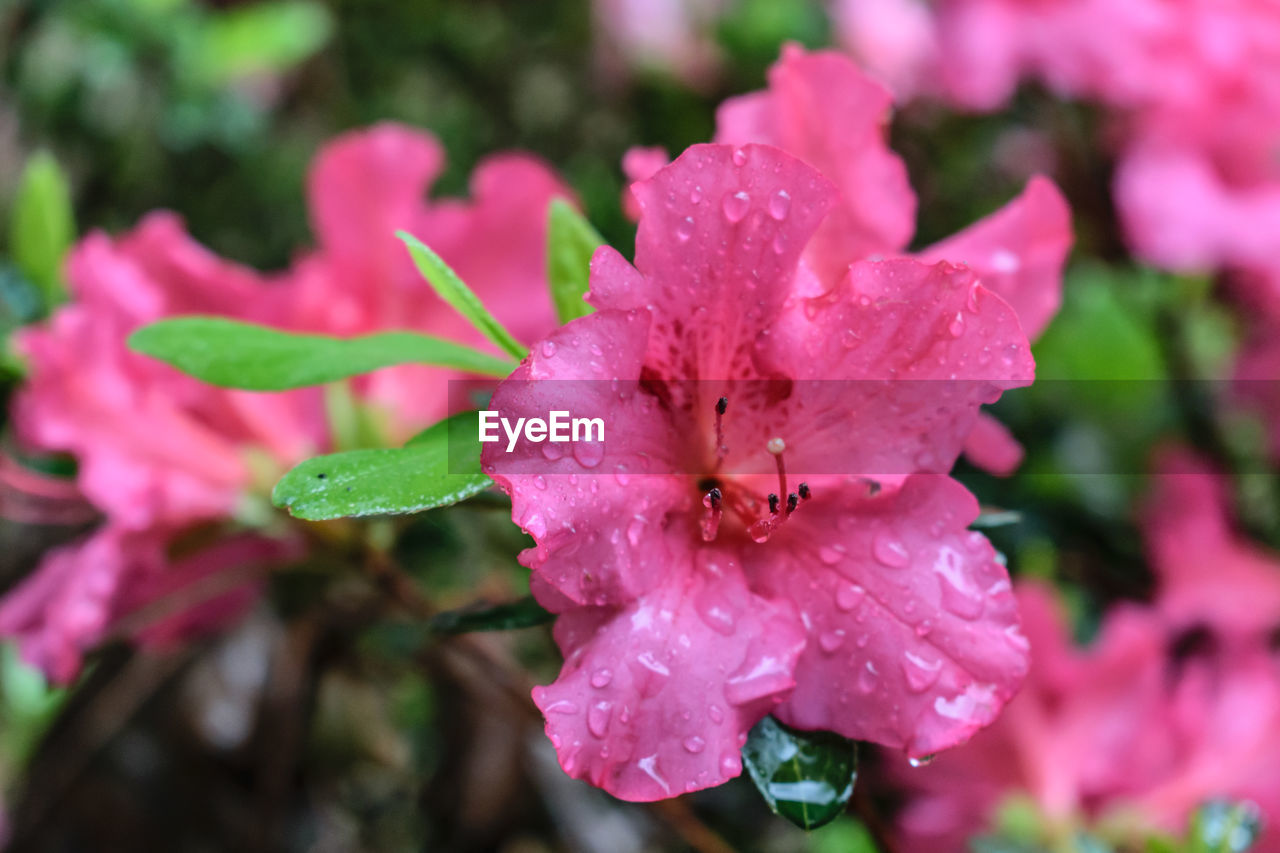 CLOSE-UP OF WATER DROPS ON PINK FLOWER