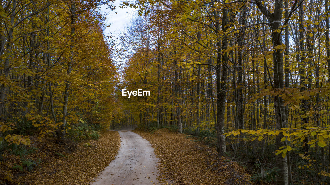 ROAD AMIDST TREES IN FOREST