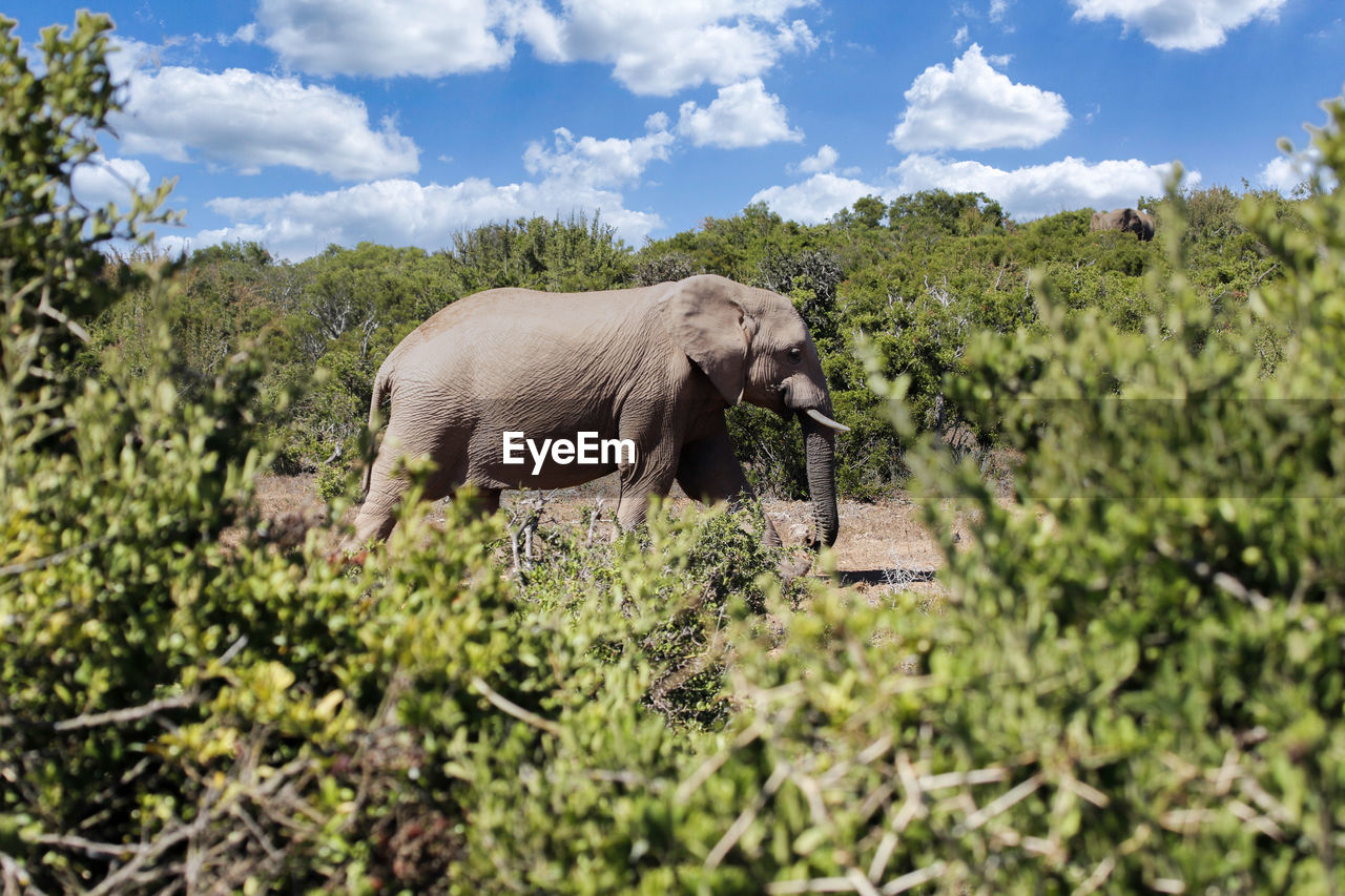 elephants on field against sky