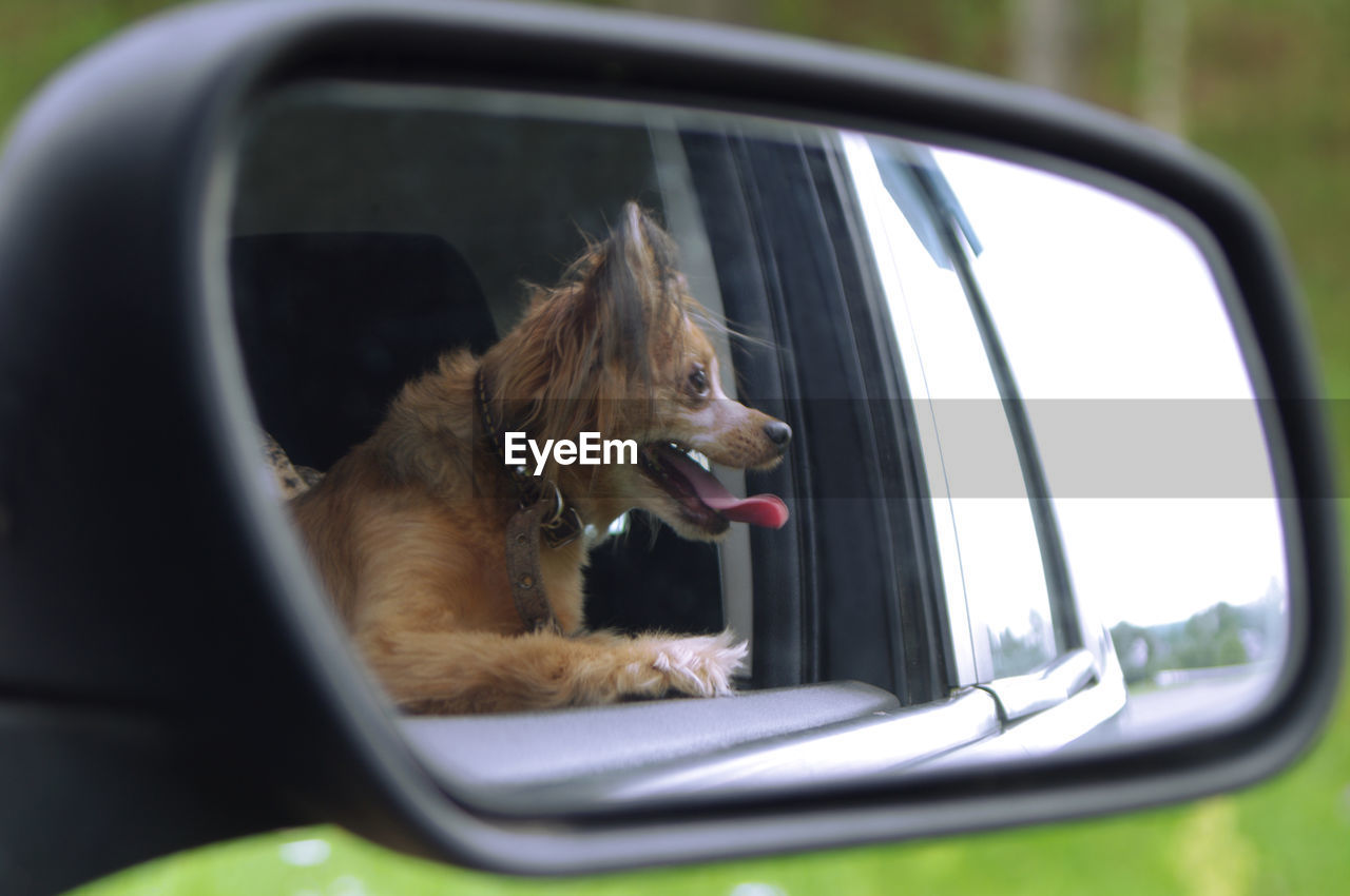 CLOSE-UP OF A DOG IN CAR