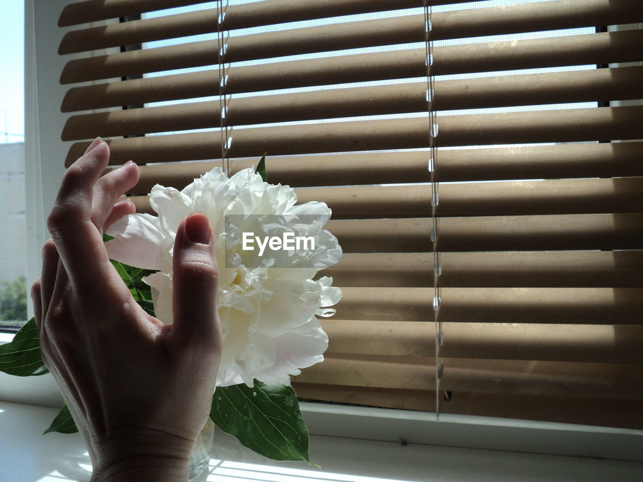 Close-up of hand touching white flower by window