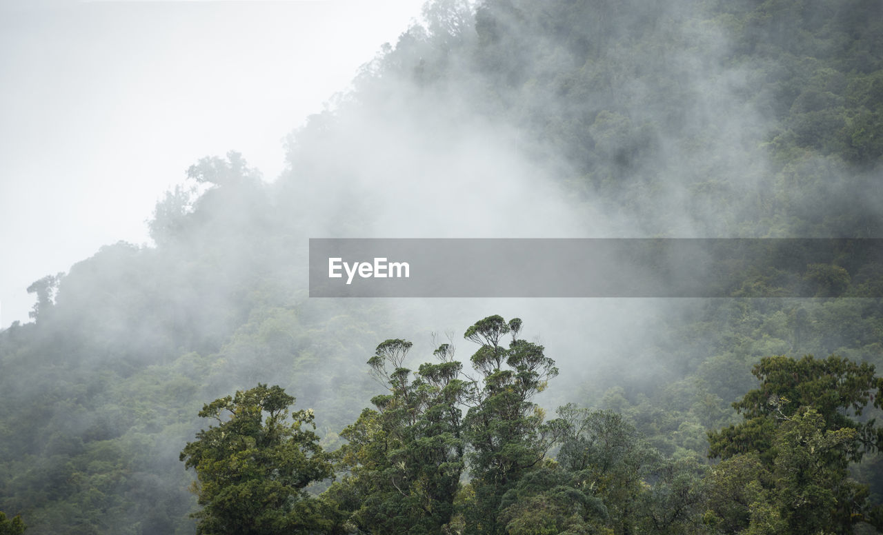 SCENIC VIEW OF TREES AGAINST SKY