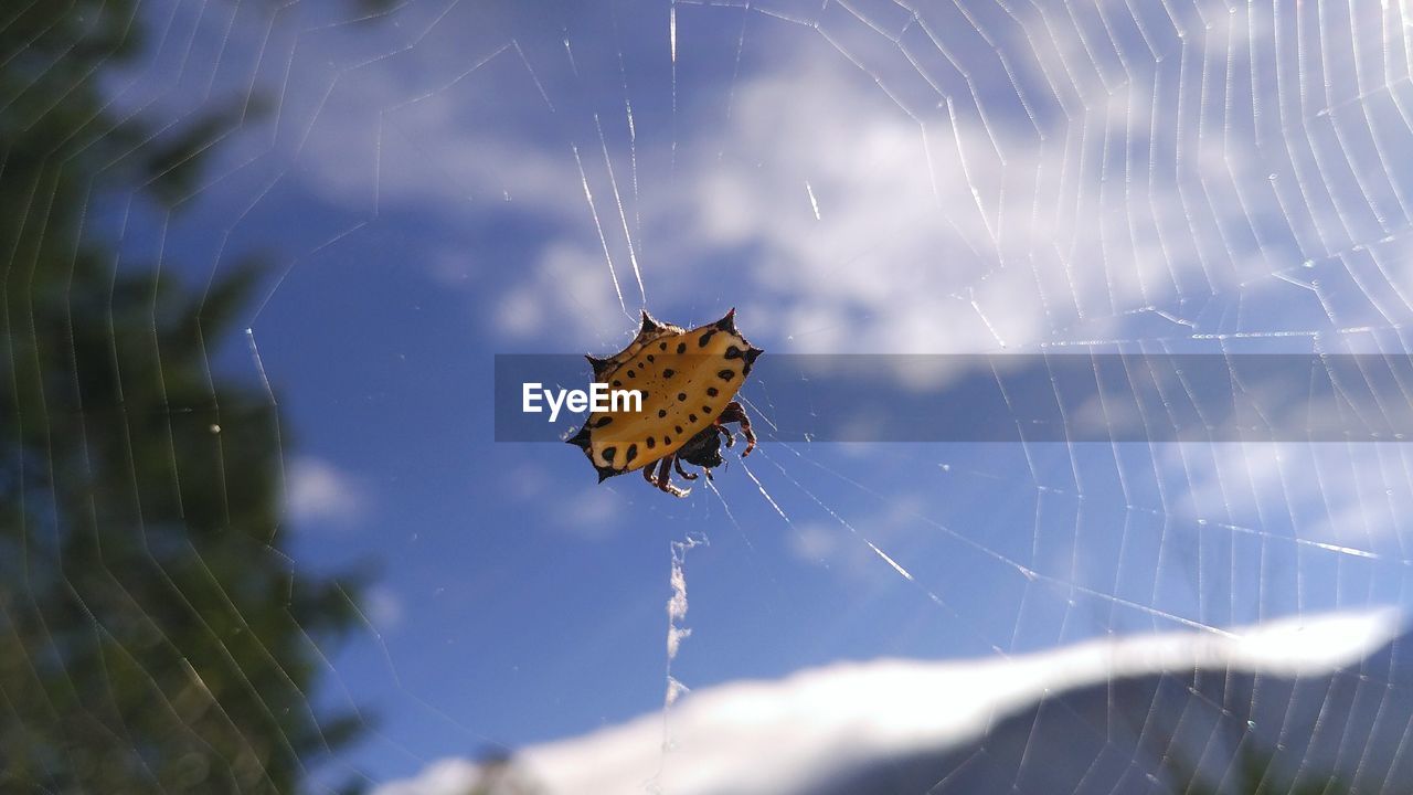 Close-up of spider on web against sky