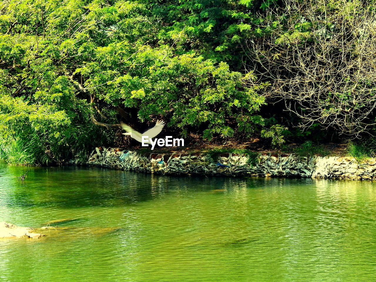 Bird flying over lake against trees at forest