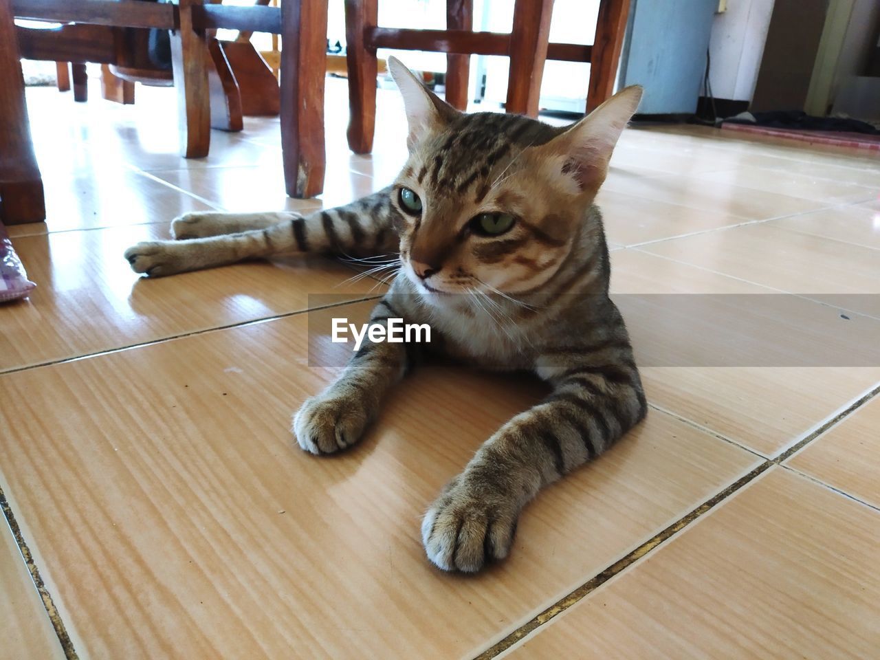 CAT LYING ON FLOOR