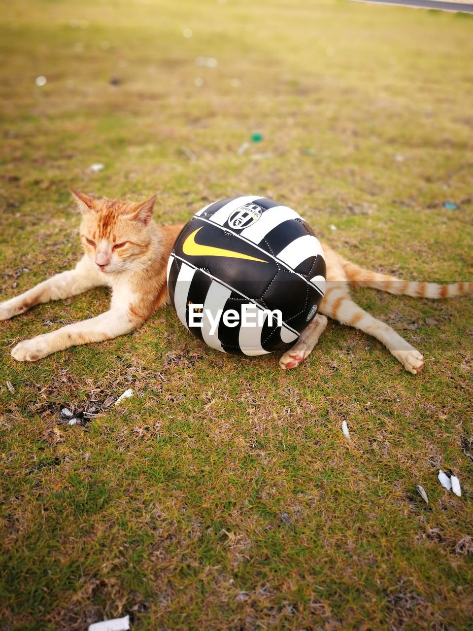 HIGH ANGLE VIEW OF A CAT LYING ON FIELD