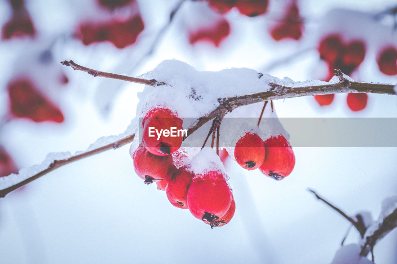 CLOSE-UP OF FROZEN BERRIES ON BRANCH