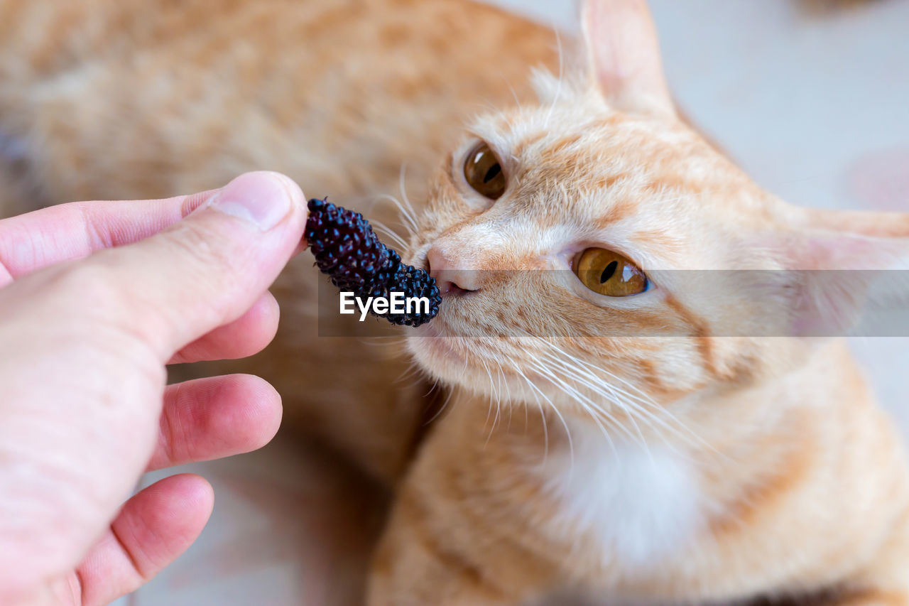 CLOSE-UP OF HUMAN HAND HOLDING CAT