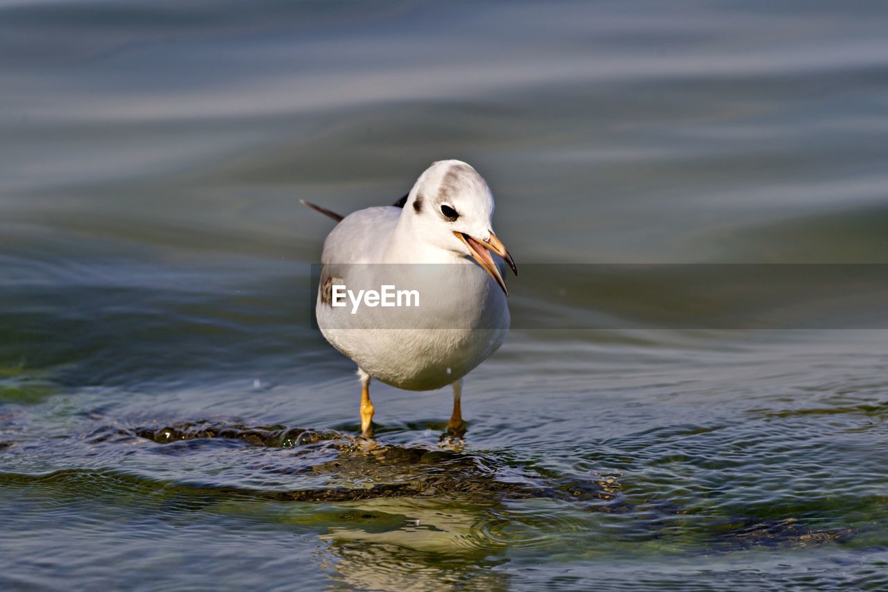 animal themes, animal, animal wildlife, bird, wildlife, water, one animal, beak, nature, reflection, no people, sea, seabird, day, gull, outdoors, animal body part, full length, beauty in nature