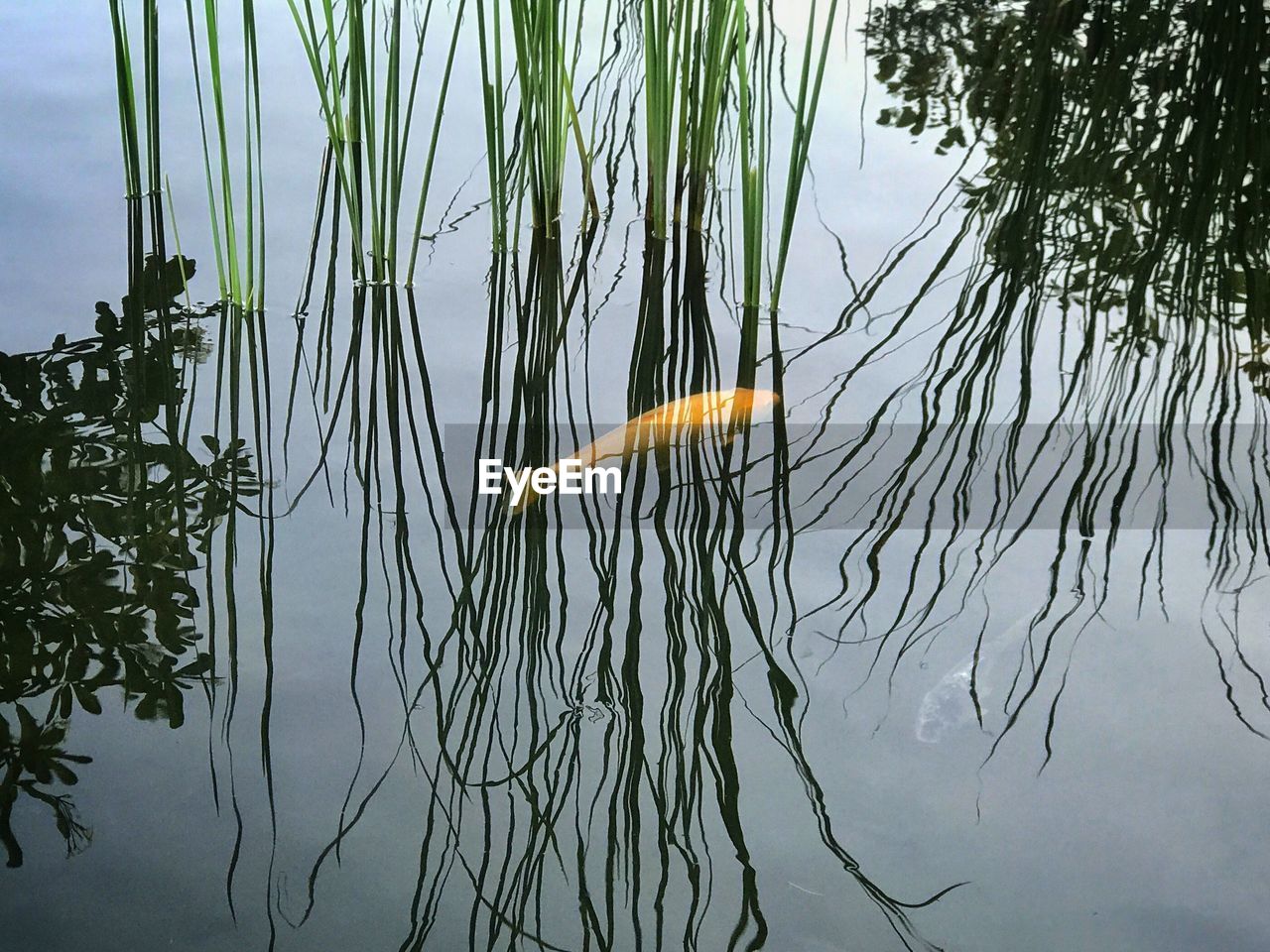 High angle view of fish swimming in pond by grasses