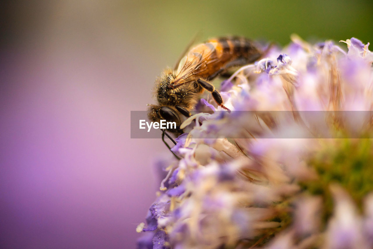 Close-up of bee pollinating on purple flower