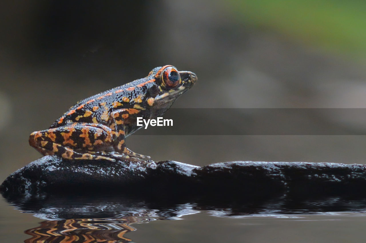 Close-up of frog sitting on rock in lake