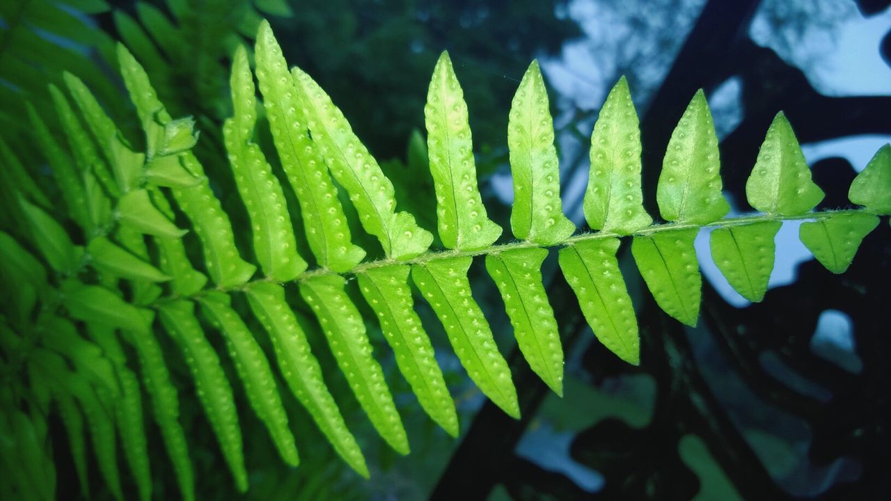 Close-up of plant