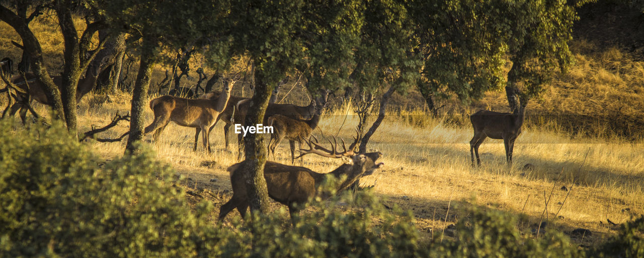 Deer on field in forest