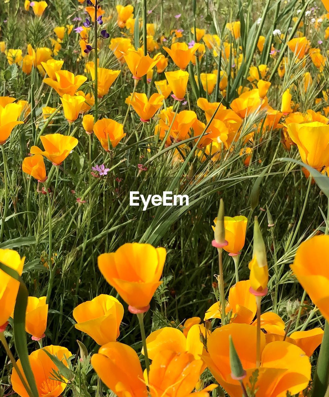 plant, flower, flowering plant, beauty in nature, growth, freshness, fragility, yellow, field, petal, nature, flower head, land, inflorescence, no people, close-up, day, orange color, meadow, botany, outdoors, springtime, wildflower, flowerbed, abundance, sunlight, tranquility