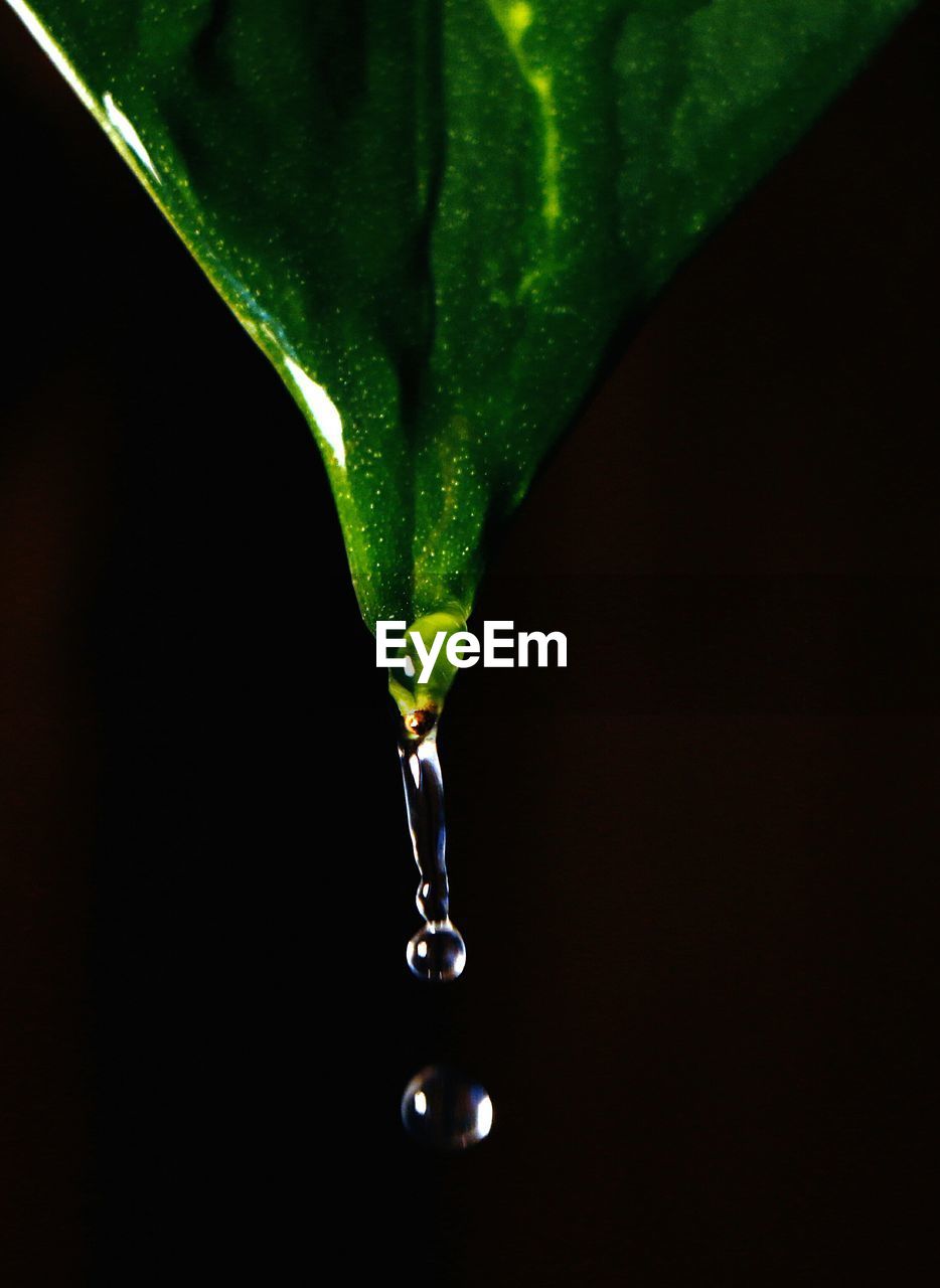 CLOSE-UP OF WATER DROPS ON LEAF