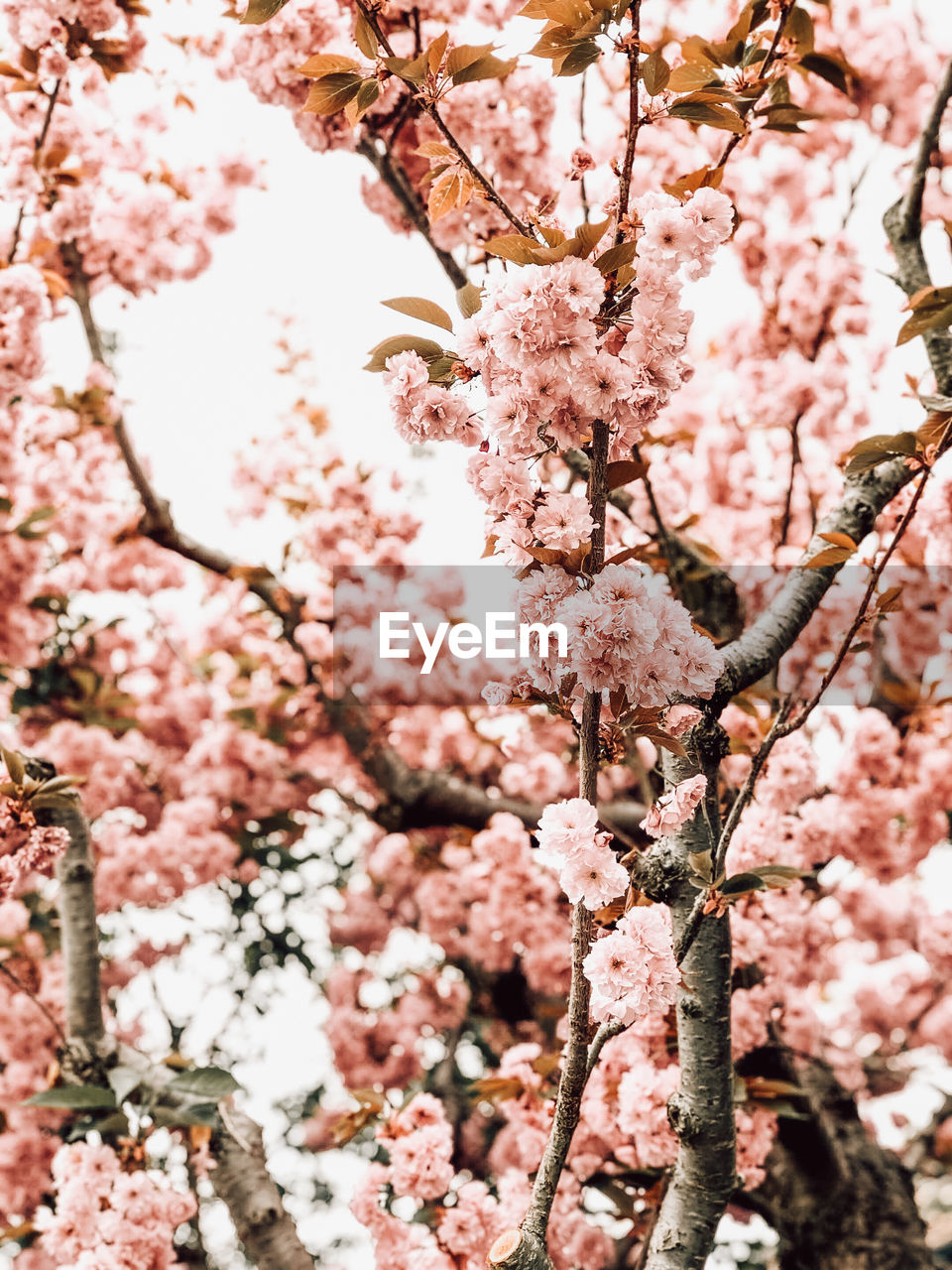 LOW ANGLE VIEW OF CHERRY BLOSSOM