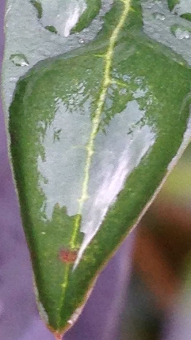 CLOSE-UP OF LEAF