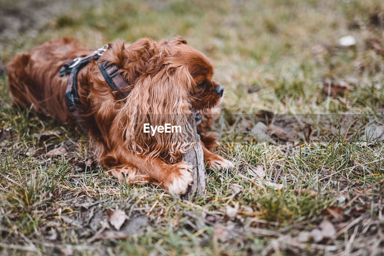 Dog relaxing on field