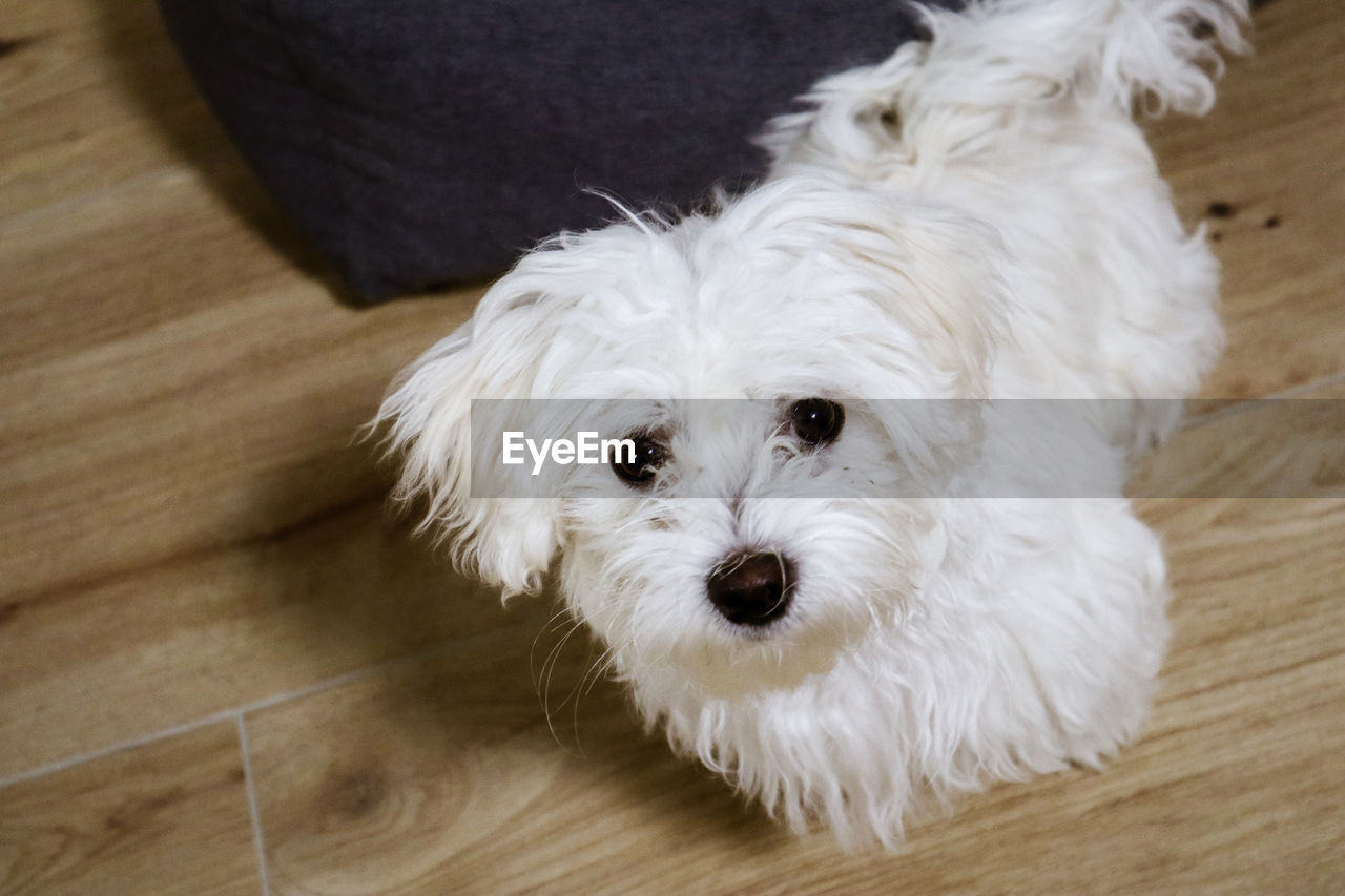 domestic animals, pet, dog, canine, one animal, animal themes, maltese, mammal, animal, bichon, looking at camera, portrait, havanese, bolognese, morkie, hardwood floor, cute, flooring, indoors, lap dog, wood, west highland white terrier, coton de tulear, white, bolonka, young animal, high angle view, no people, animal hair, puppy, lying down