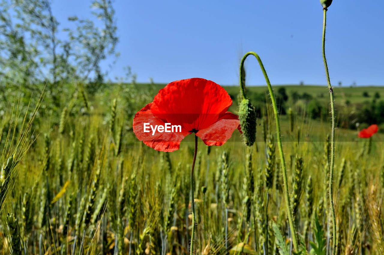 One red poppy flower in golden wheat field during summer at countryside in transylvania.	
