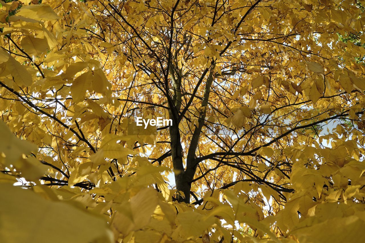 Low angle view of autumnal tree