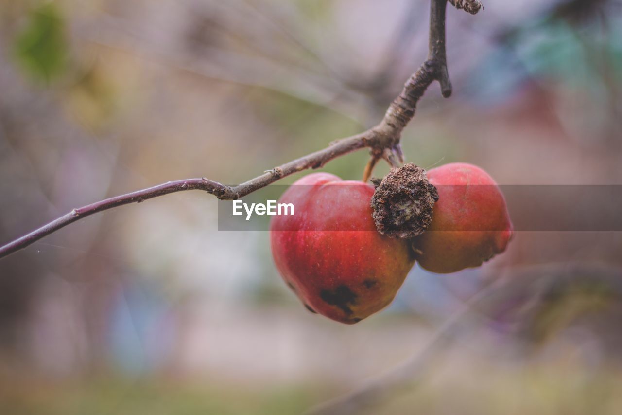 Close-up of fruits on tree