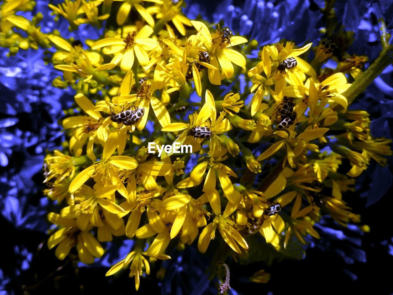 Close-up beetles on yellow flowers