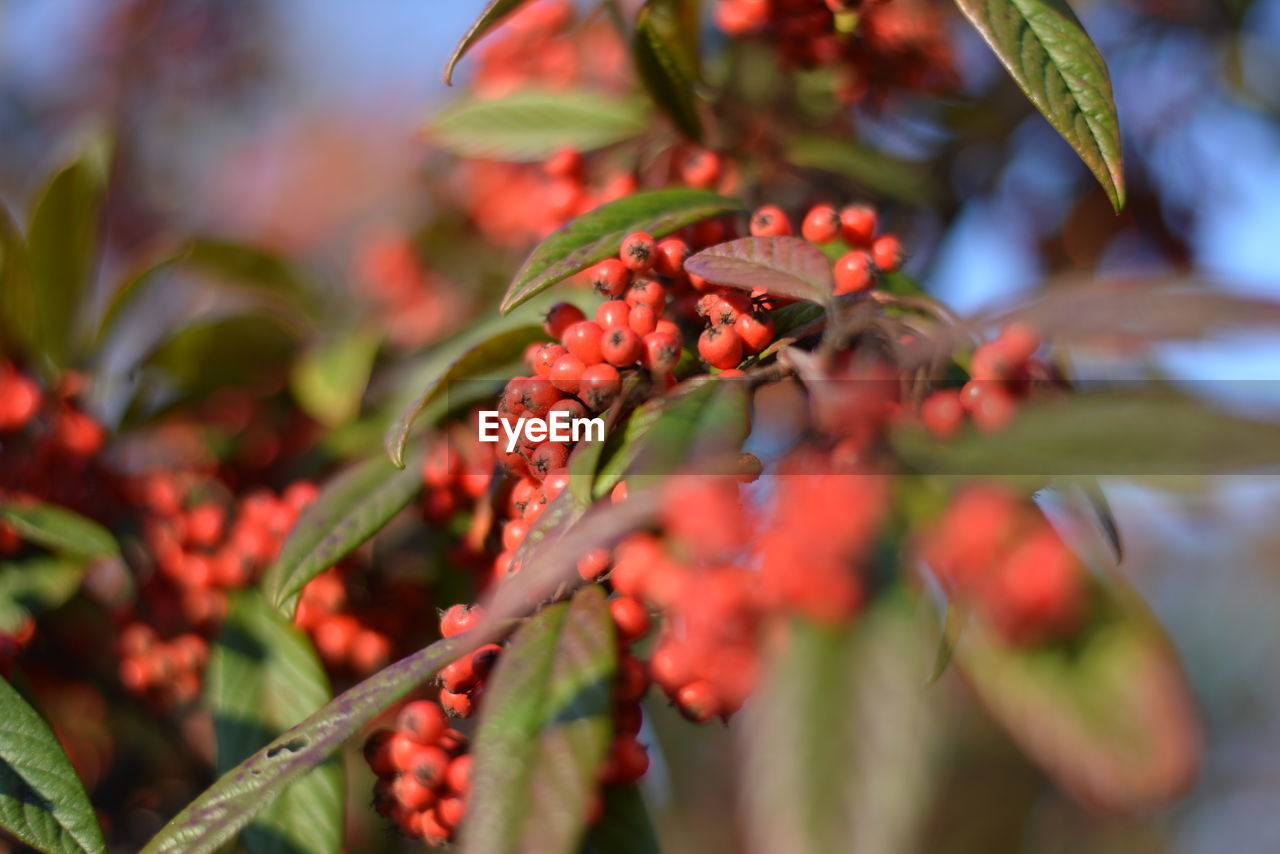 Close-up of berries growing on tree