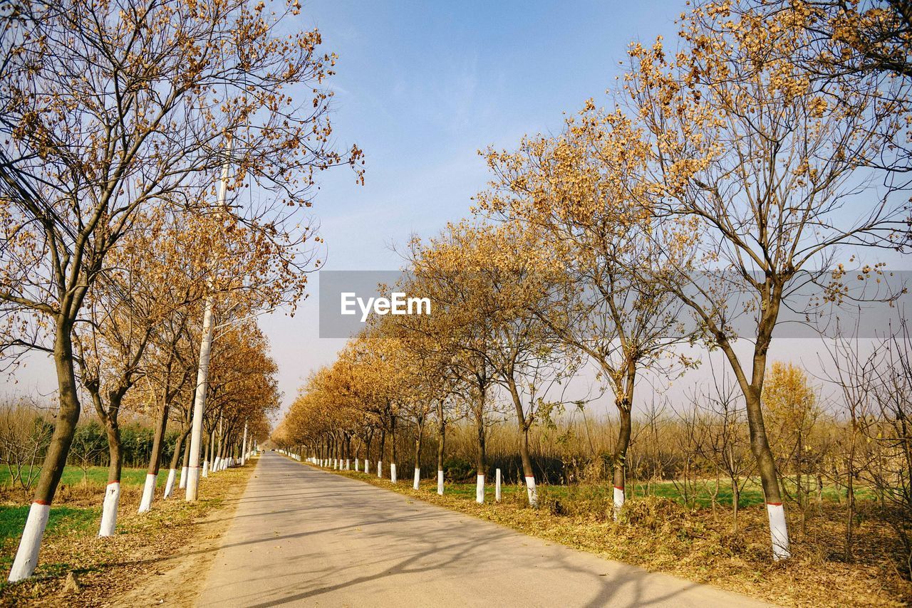 ROAD AMIDST BARE TREES DURING AUTUMN