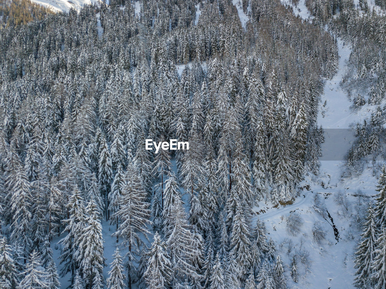 HIGH ANGLE VIEW OF SNOW COVERED TREES