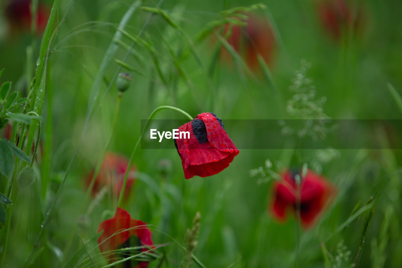 Red poppy in green grass. close-up of red poppy flower on field