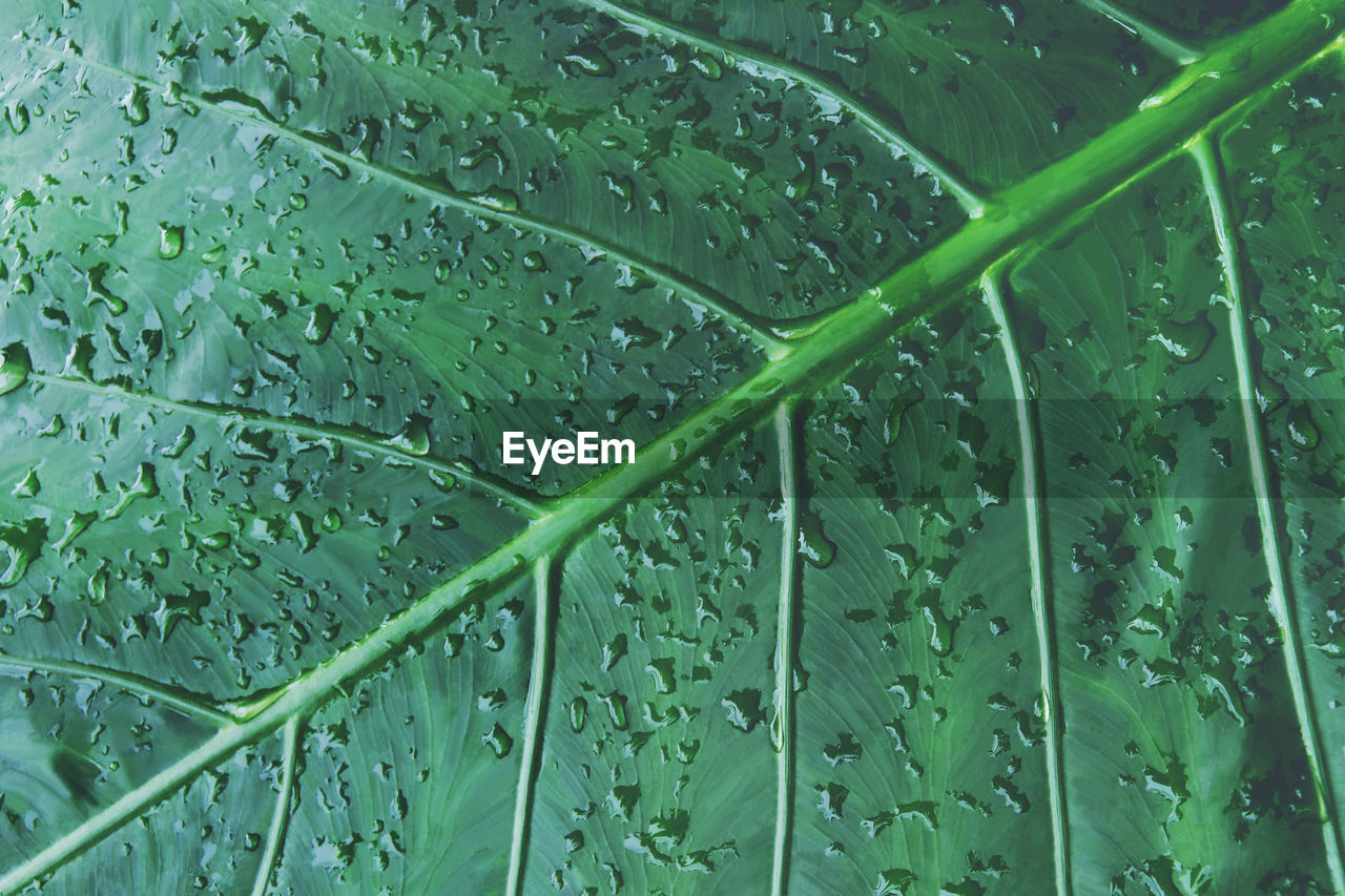 Full frame shot of wet leaves during rainy season