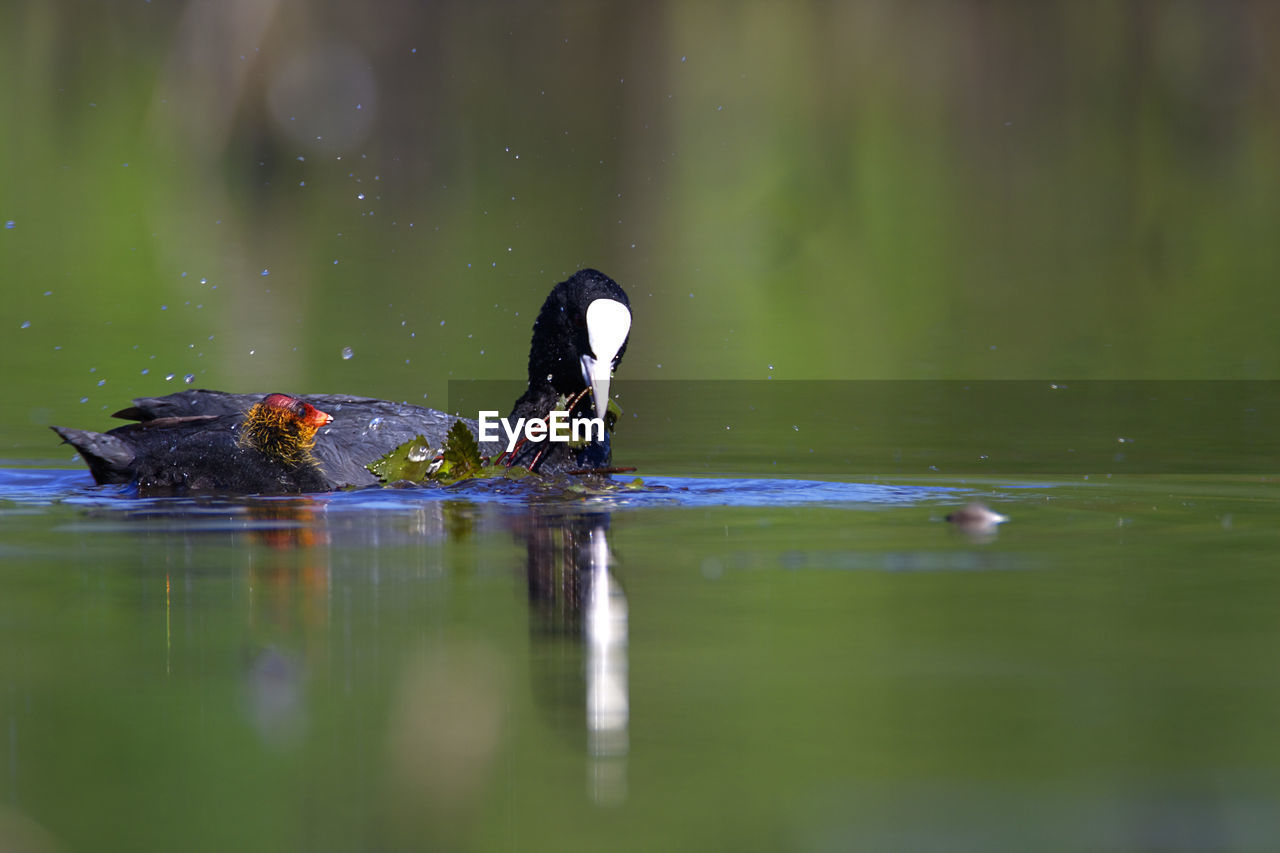 The eurasian coot with the offspring from crna mlaka