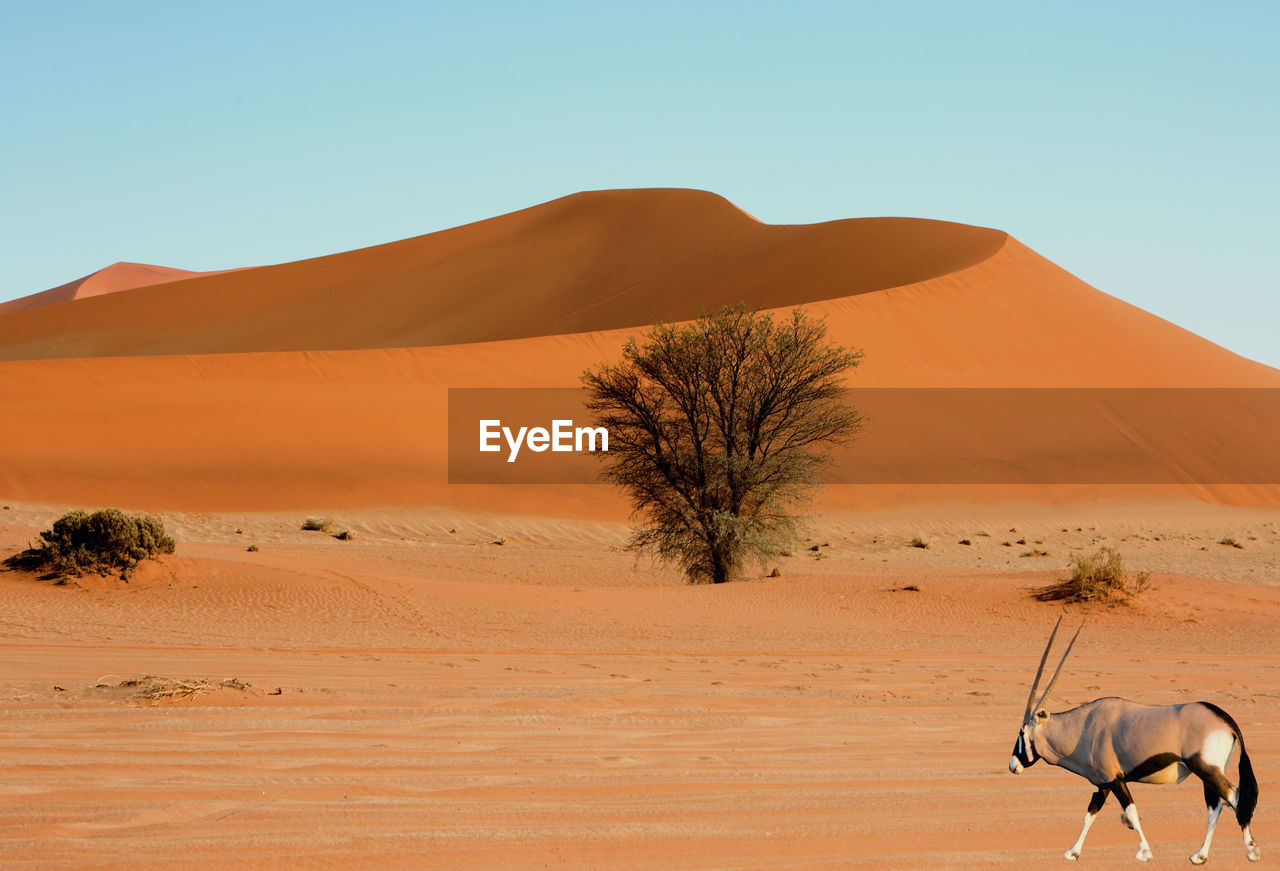 Oryx walking at desert against sky