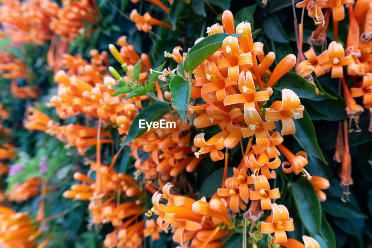 CLOSE-UP OF ORANGE FLOWERS ON PLANT