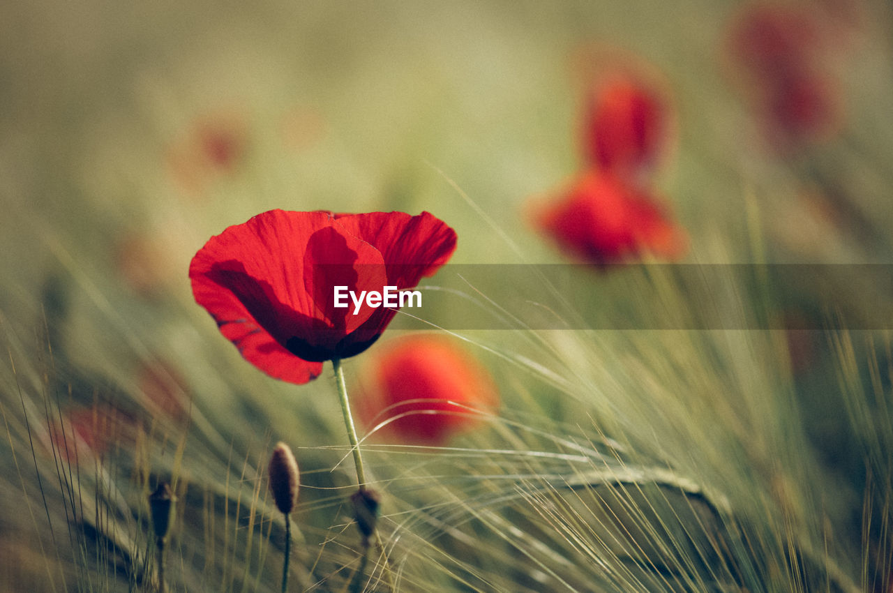 Close-up of red poppy flower on field