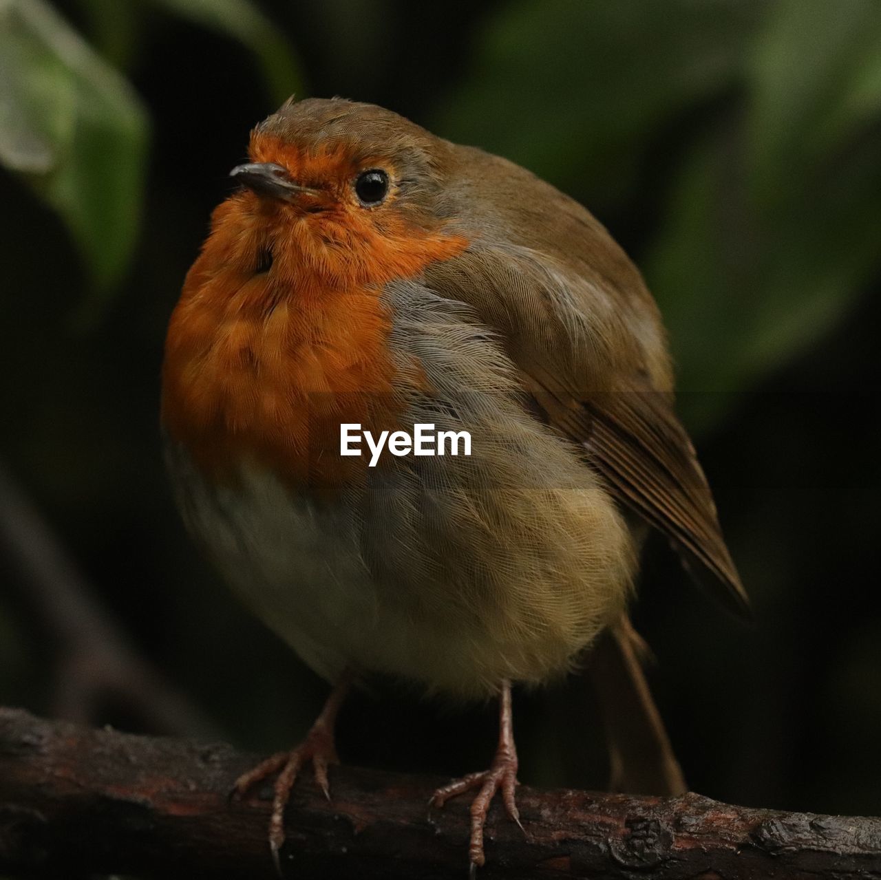 CLOSE-UP OF A BIRD PERCHING ON BRANCH