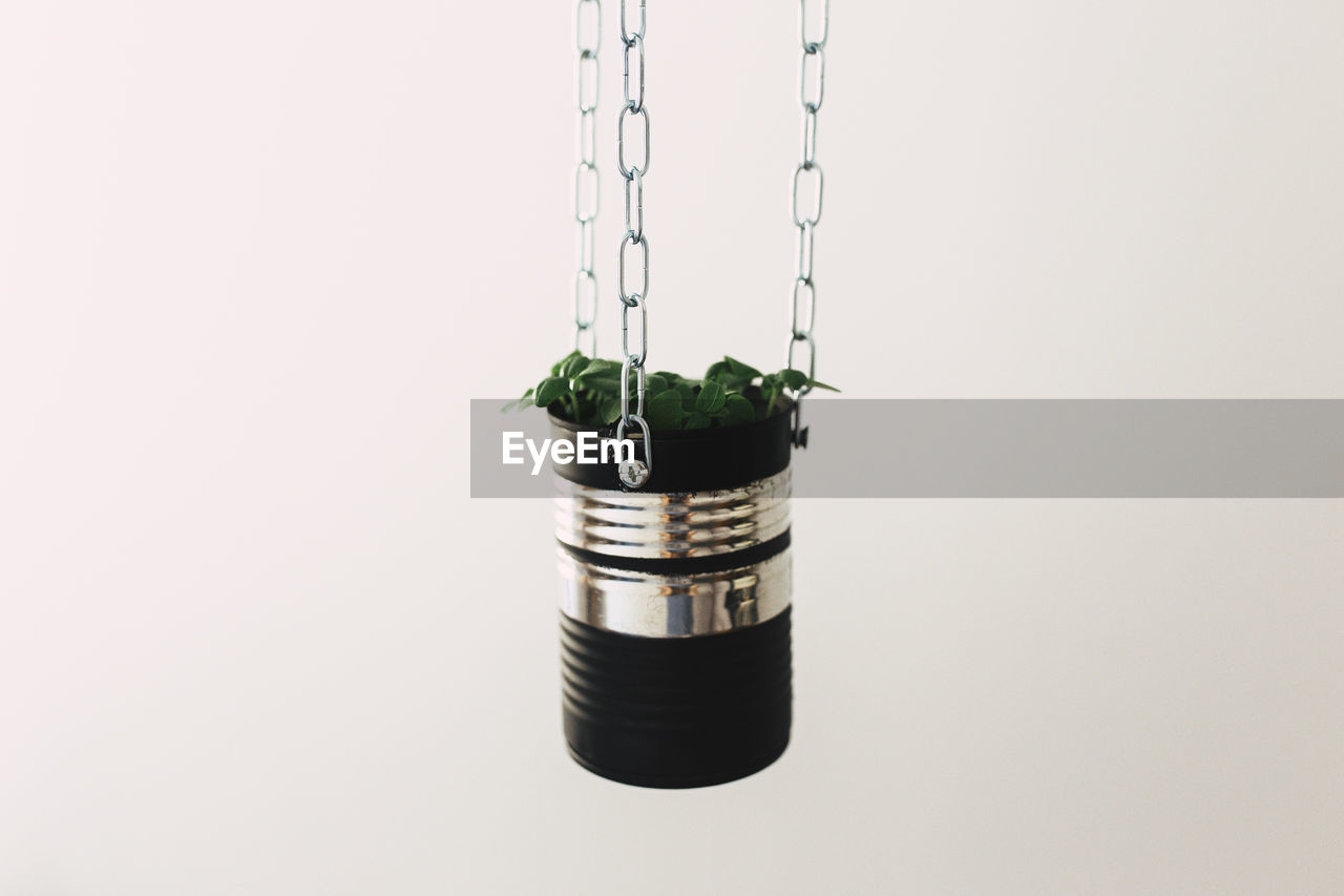 Close-up of potted plant hanging against white background