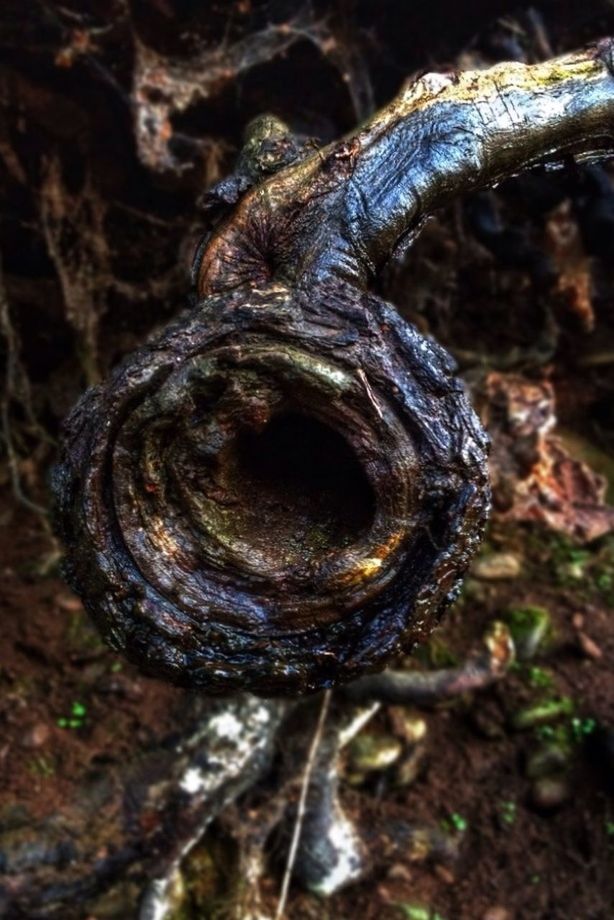 Close-up of wet branch in forest