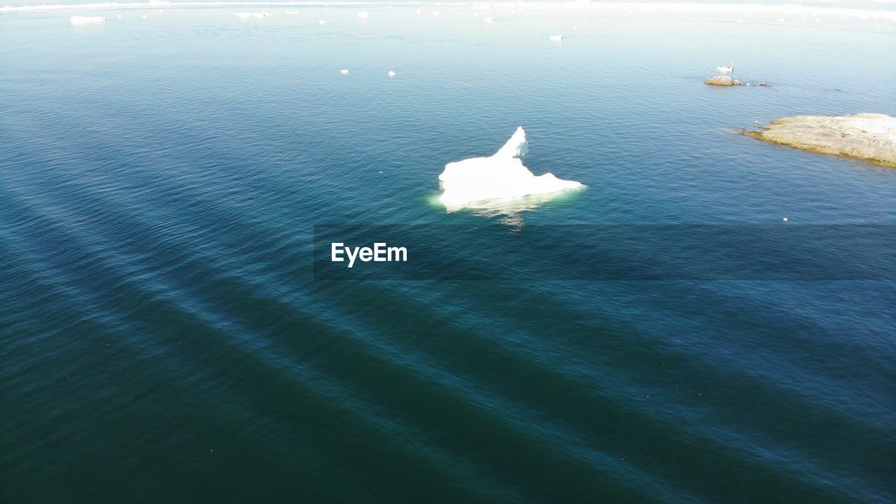 HIGH ANGLE VIEW OF AN ANIMAL ON SEA SHORE