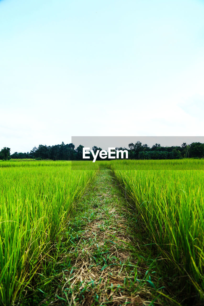 Scenic view of agricultural field against sky