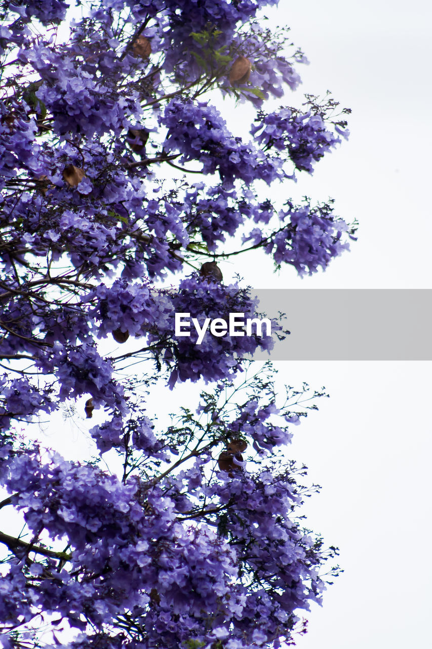 LOW ANGLE VIEW OF PINK FLOWERS BLOOMING ON TREE