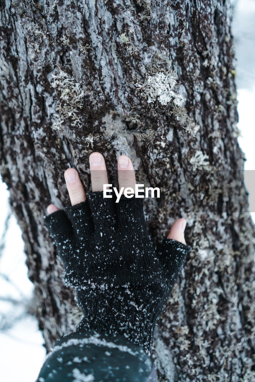 Cropped hand of person touching tree trunk in forest during winter