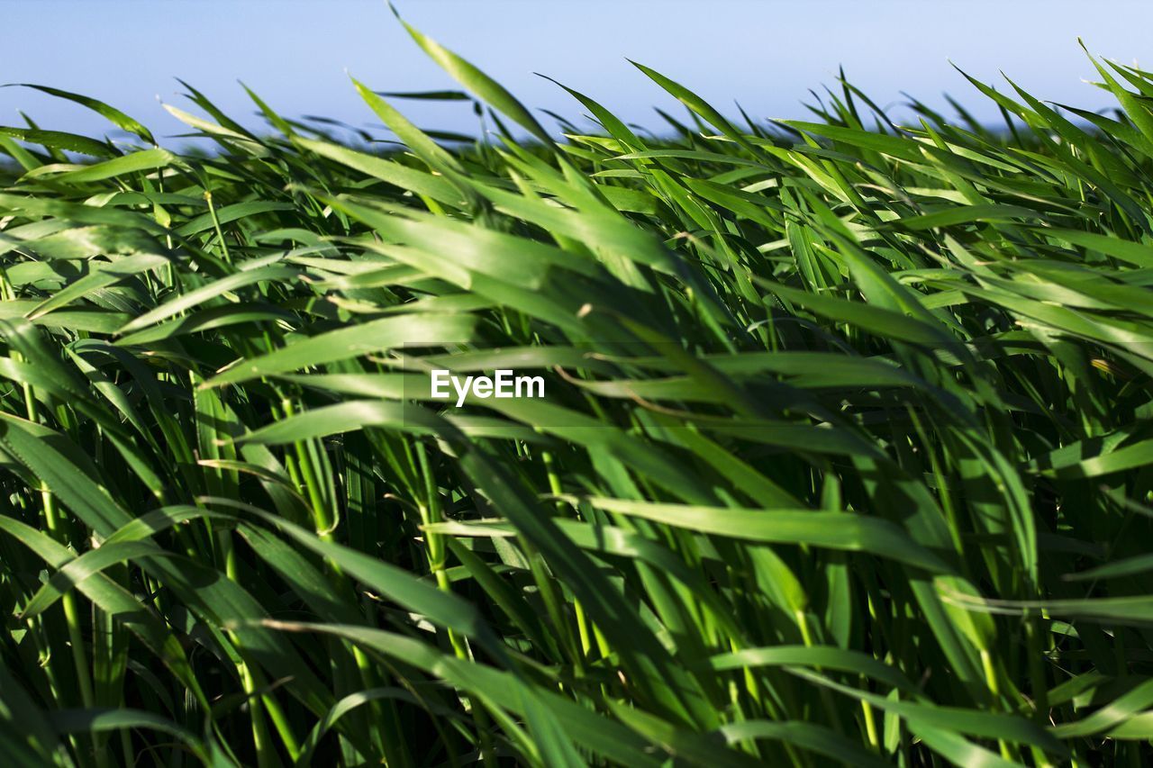 Wheat in spring